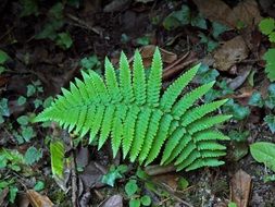 green leaf fern among the dry foliage