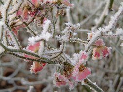 astounding winter frost plant