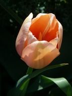light orange tulip in the garden