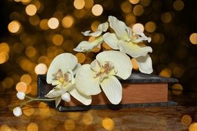 cut white orchid flowers on book