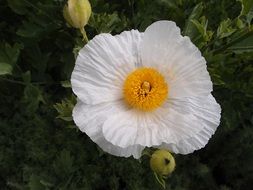 white flower with yellow core close-up