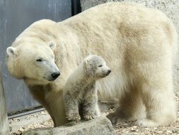 Female polar bear with her baby