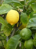yellow fruits of the lemon tree
