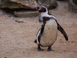 penguin walking on beach