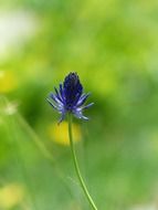 closeup picture of devil's claw flower on green background