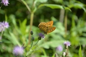 blue flower blossom with a butterfly in the sunshine