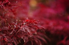 astounding red maple