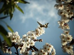 butterfly on a branch with white flowers