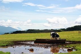 cow on a ranch in Japan