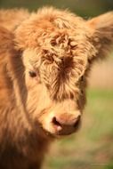 fur cow