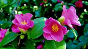 bright summer garden purple flowers