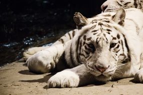white tiger on the sand