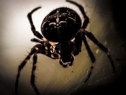 Wheel spider on cobweb