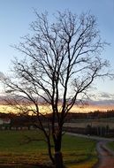 striking autumn tree, finland