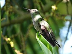 tropical hummingbird in wildlife