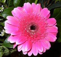 bright pink gerbera