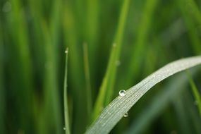 dew drops on green grass leaf