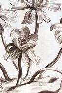 sepia flowers drawing