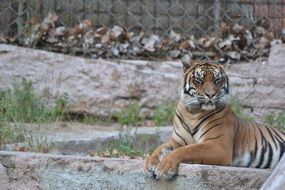 Beautiful wild tiger in the zoo