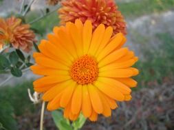 bright orange daisy bud