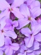 Natural violet flower buds