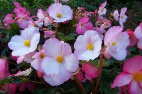 Glade with pink begonia
