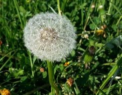 dandelion with seeds in a green meadow