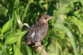 closeup photo of sparrow on a branch with leaves