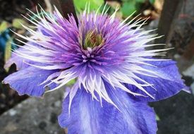 light purple clematis closeup