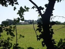 Green field in England