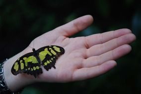 black and yellow butterfly sitting on hands