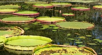 lily leaves on the water