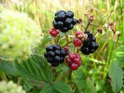 wild blackberry plant with ripe fruits