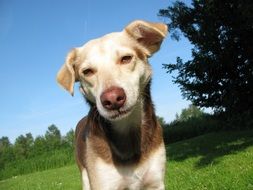 striking dog