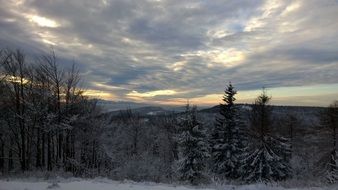 Picture of the wintry forest on a mountain