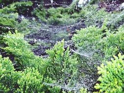 cypress in the cobweb in the garden
