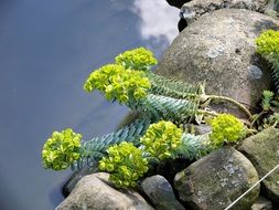 flowering green aquatic plant on the rocks on the shore