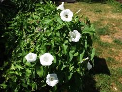 Bindweed with white flowers