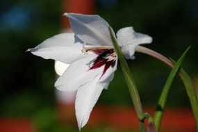 Close-up of the white flower with oblong petals on the stem