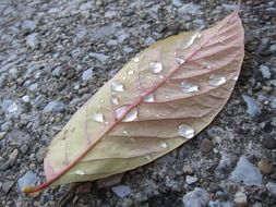 pink leaf with water drops