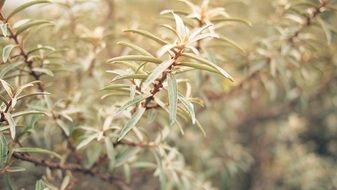 branches on a bush with green leaves