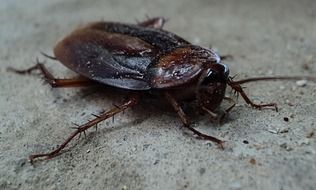 big red cockroach close
