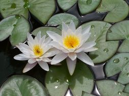 two white water lilies in the pond