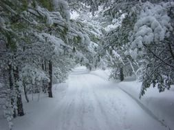 fabulous winter forest in january