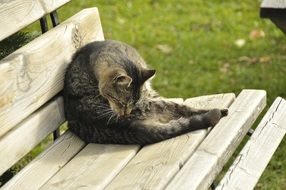 the cat licks itself on the bench