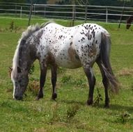 picture of the spotted horse is grazing