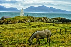 horse in a pasture on the coast