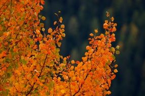 autumn tree close up