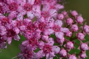pink tender buds on the tree