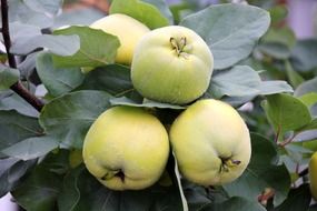 closeup photo of green apples on tree